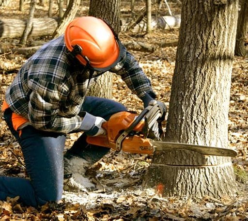 Tree Removal in Victoria, IL